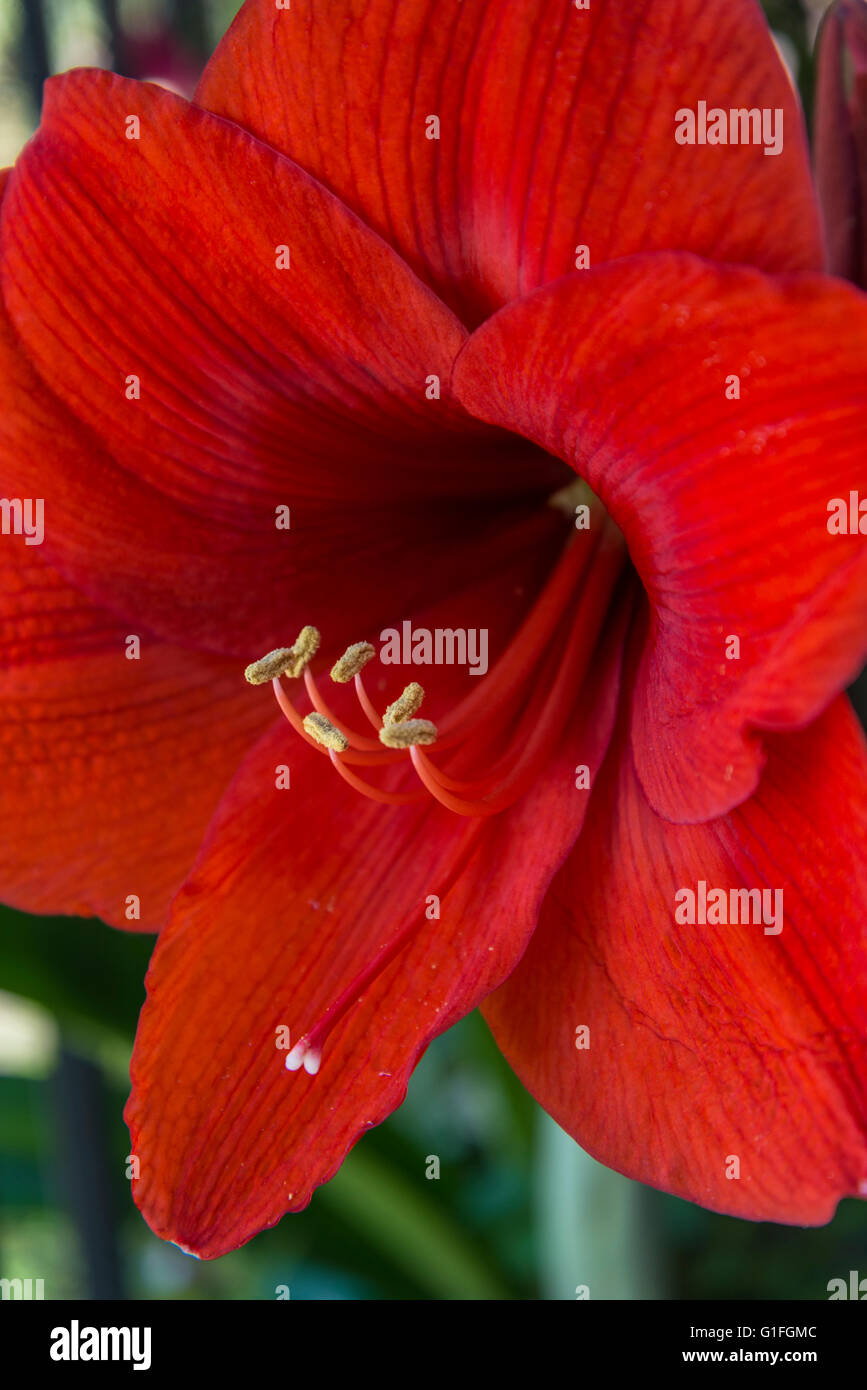 Red Lily, Argentina Stock Photo