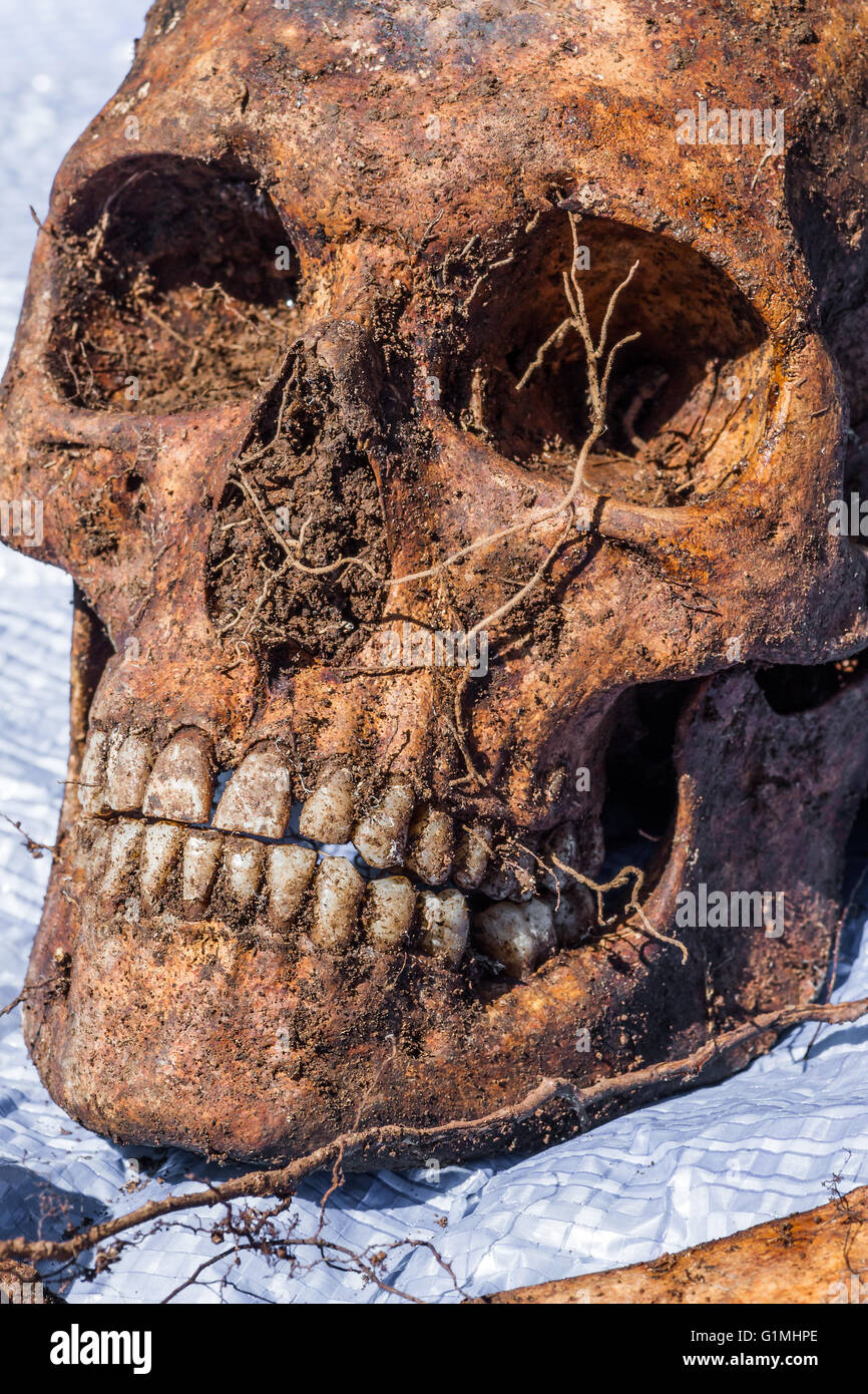 Skeleton remains of a buried unknown victim Stock Photo