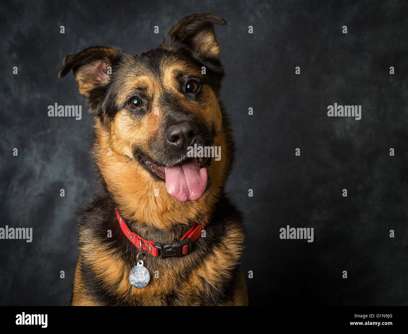 Rescue dog German Shepherd Cross called Coco Stock Photo