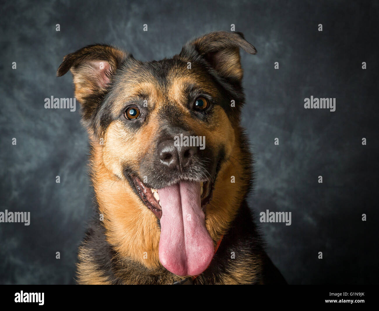 Rescue dog German Shepherd Cross called Coco Stock Photo