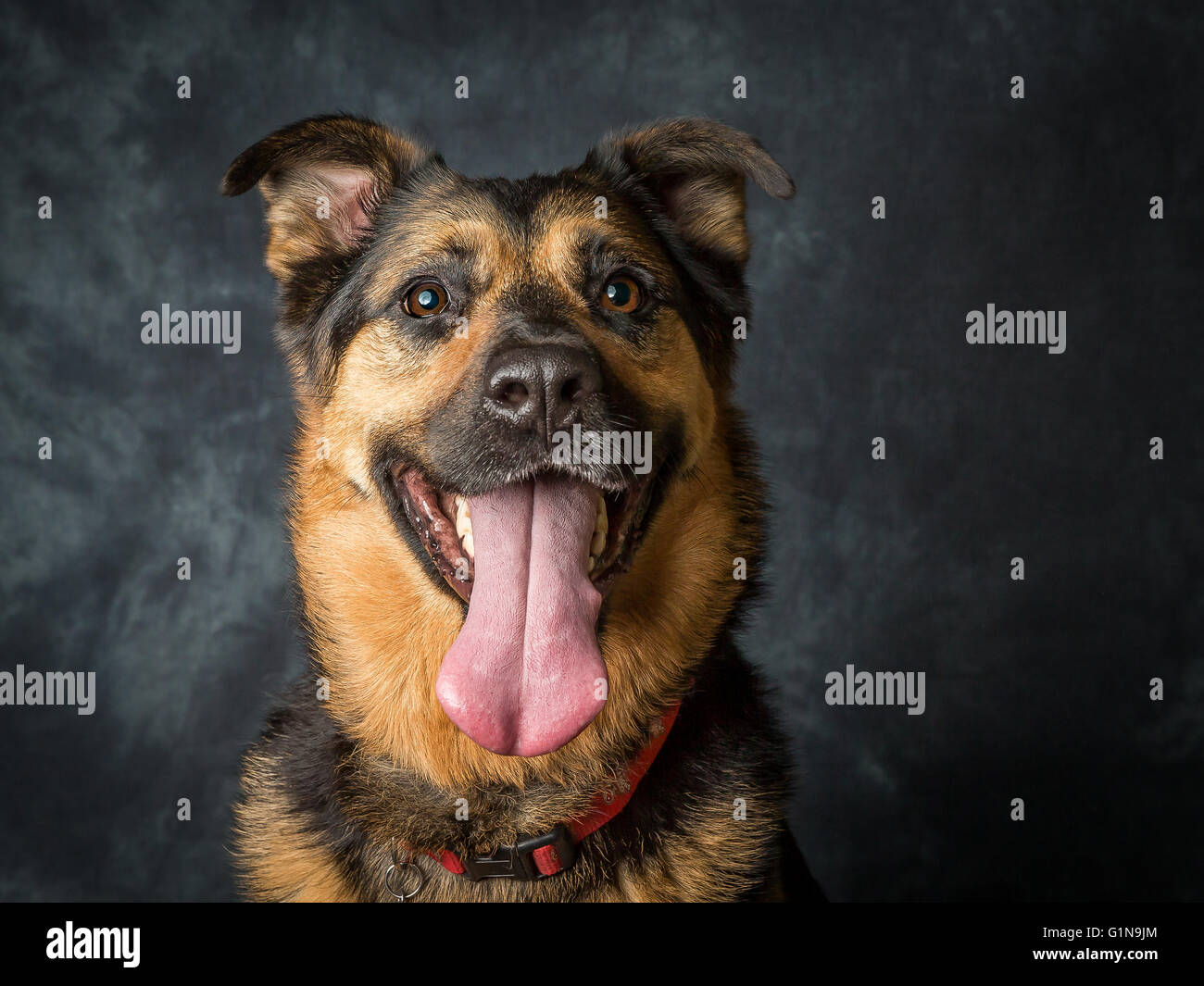 Rescue dog German Shepherd Cross called Coco Stock Photo