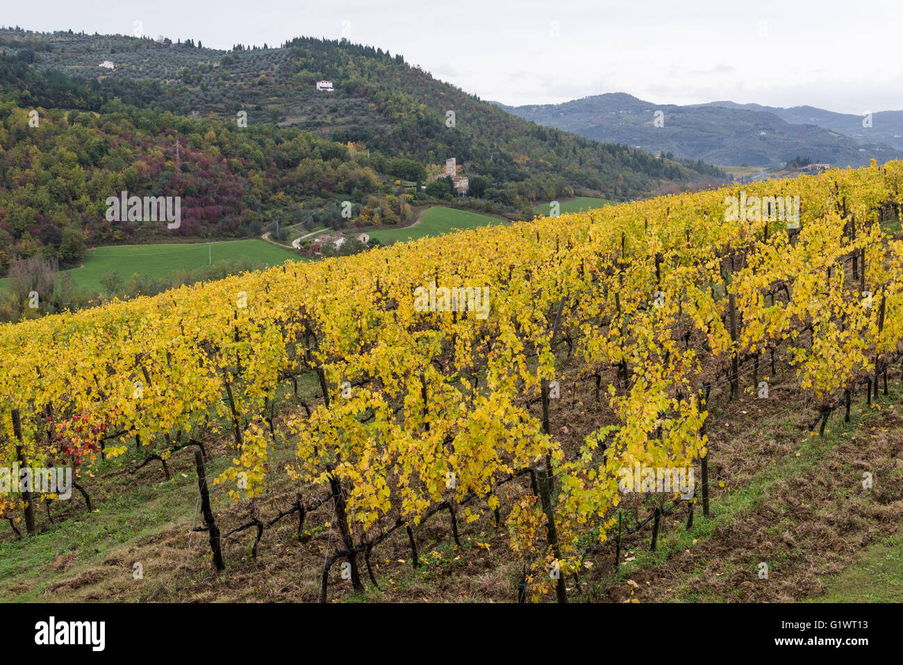 vineyards of Fattoria Selvapiana in the Chianti Rufina area, Pontassieve Stock Photo