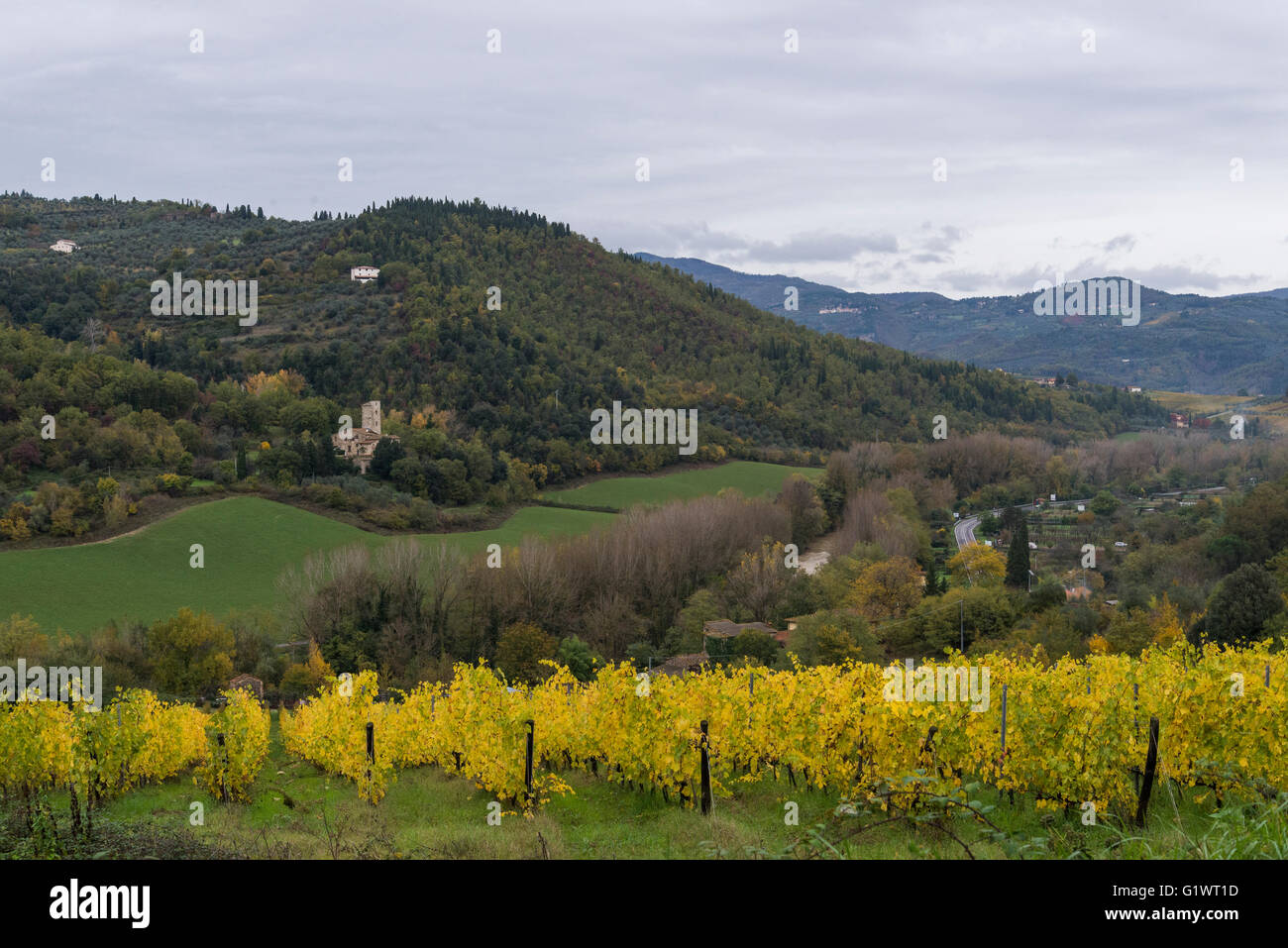 Vineyards of Fattoria Selvapiana in the Chianti Rufina area, Pontassieve Stock Photo