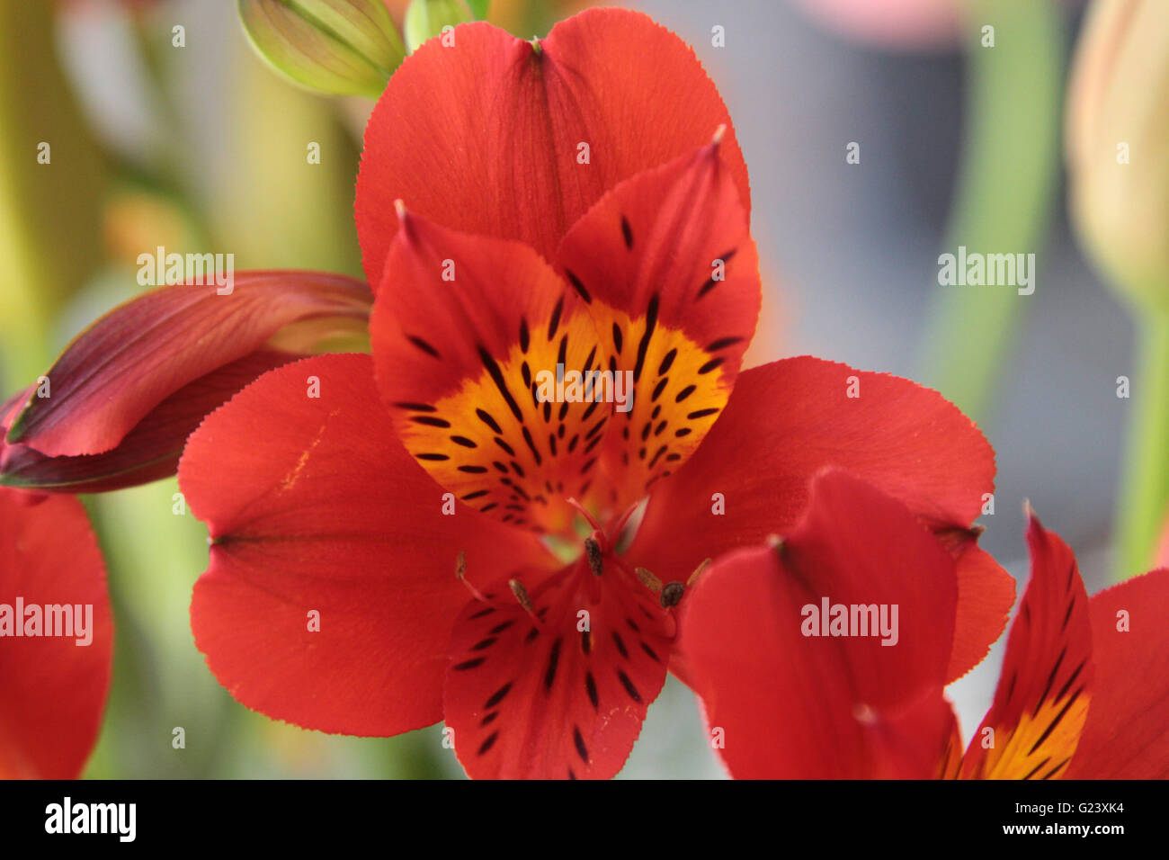 Red lily macro Stock Photo