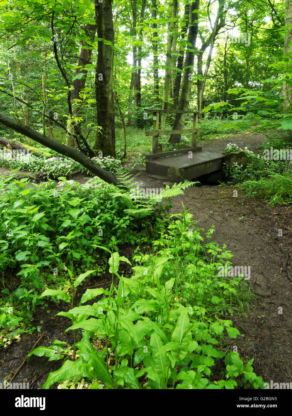 Footbridge Surrounded by Wild Garlic Flowers in Middleton Woods Ilkley West Yorkshire England Stock Photo