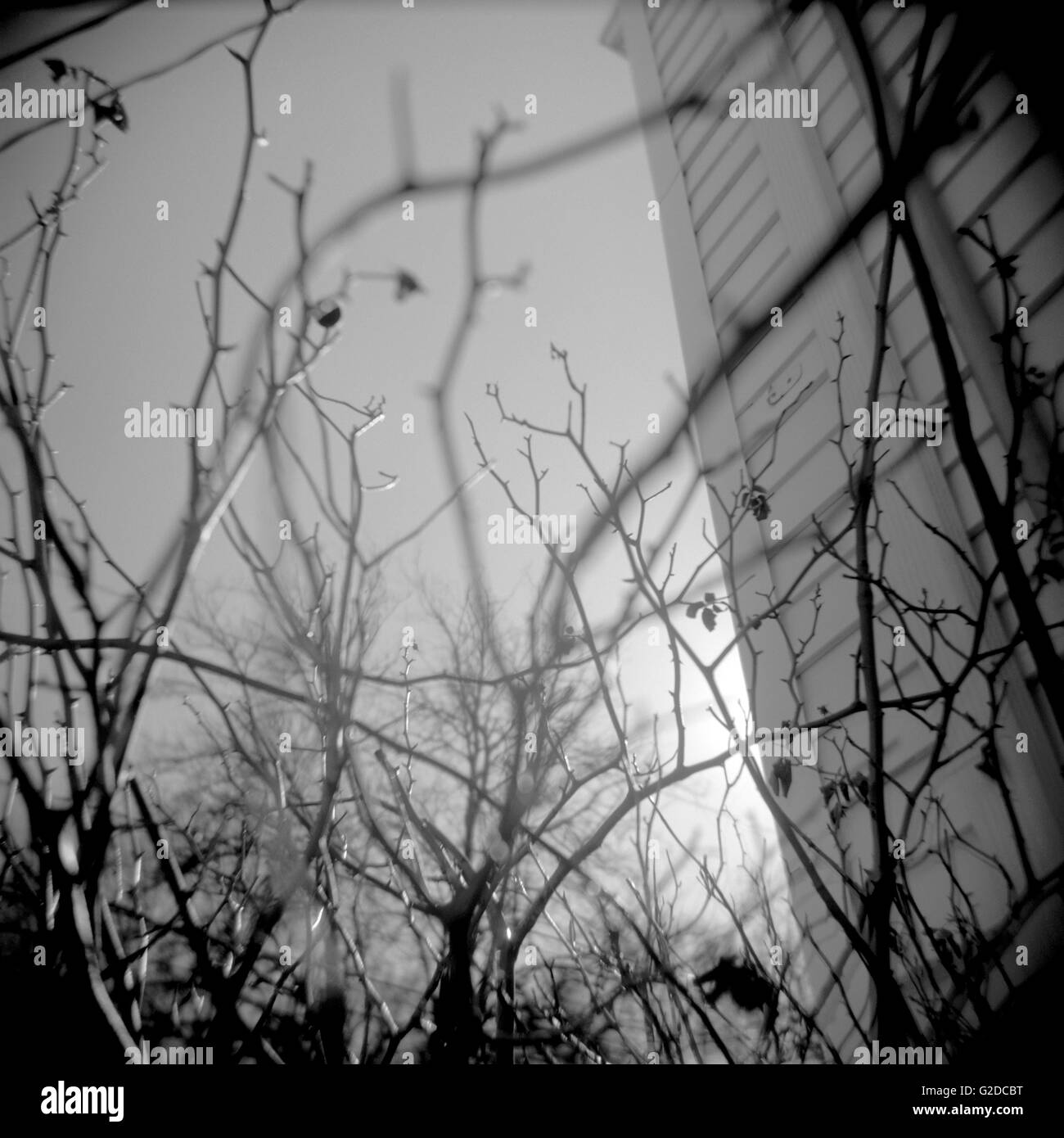 Worm's Eye View of Rose Bush Branches Stock Photo