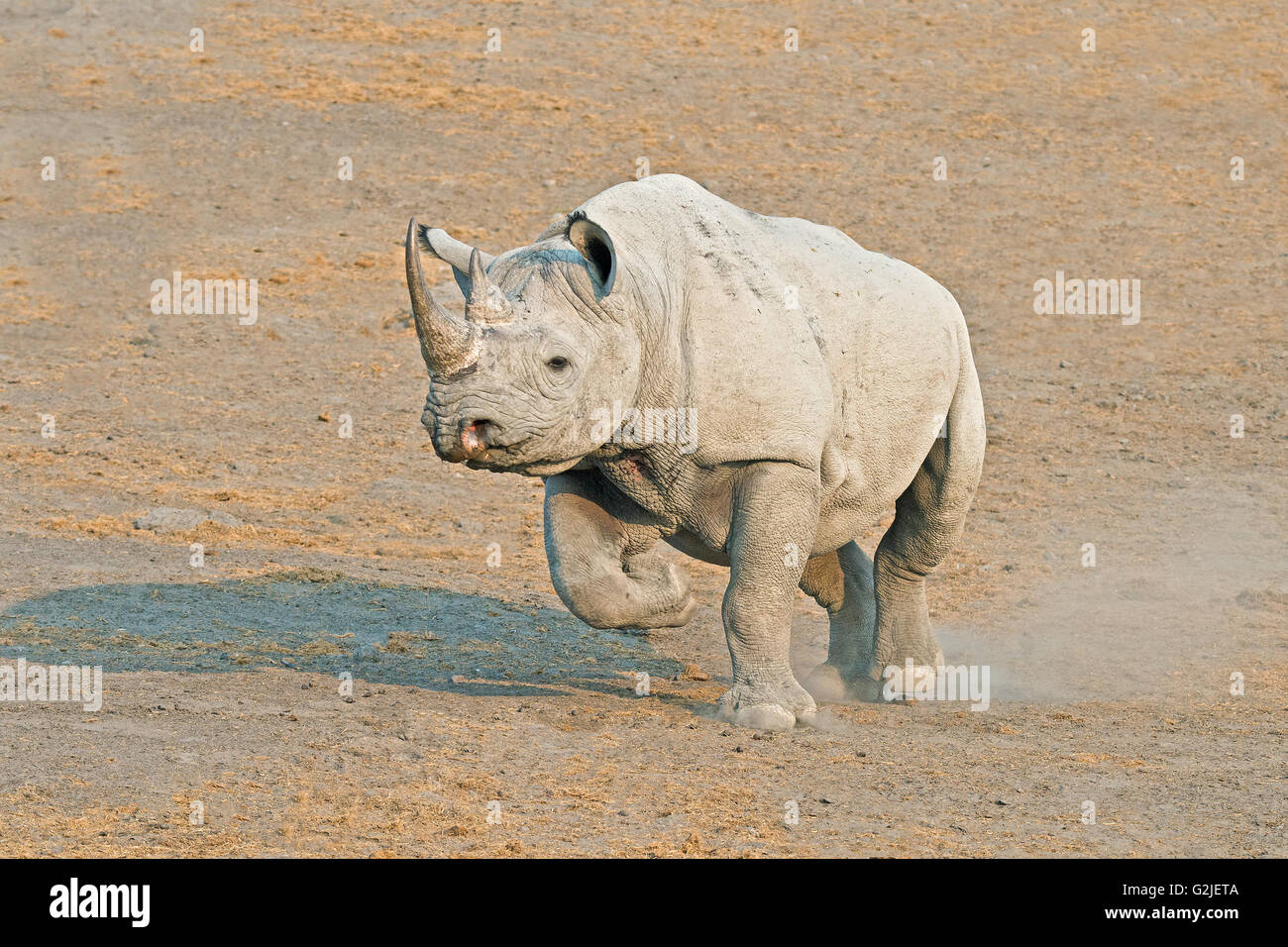 Endangered Black rhinoceros (Diceros bicornis), Etosha National Park, Namibia, southern Africa Stock Photo