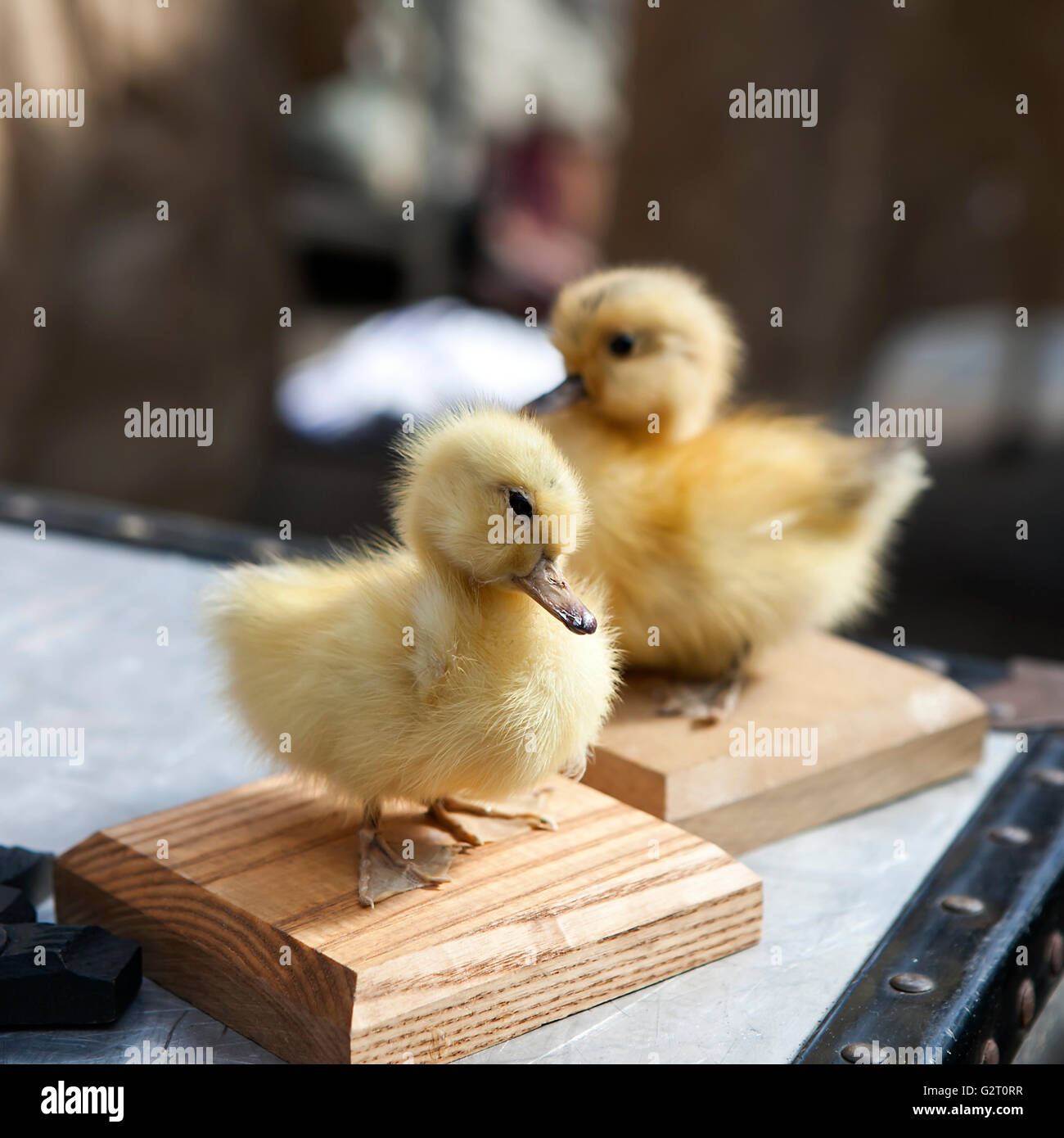 Taxidermy Stuffing chicken with wooden base Stock Photo