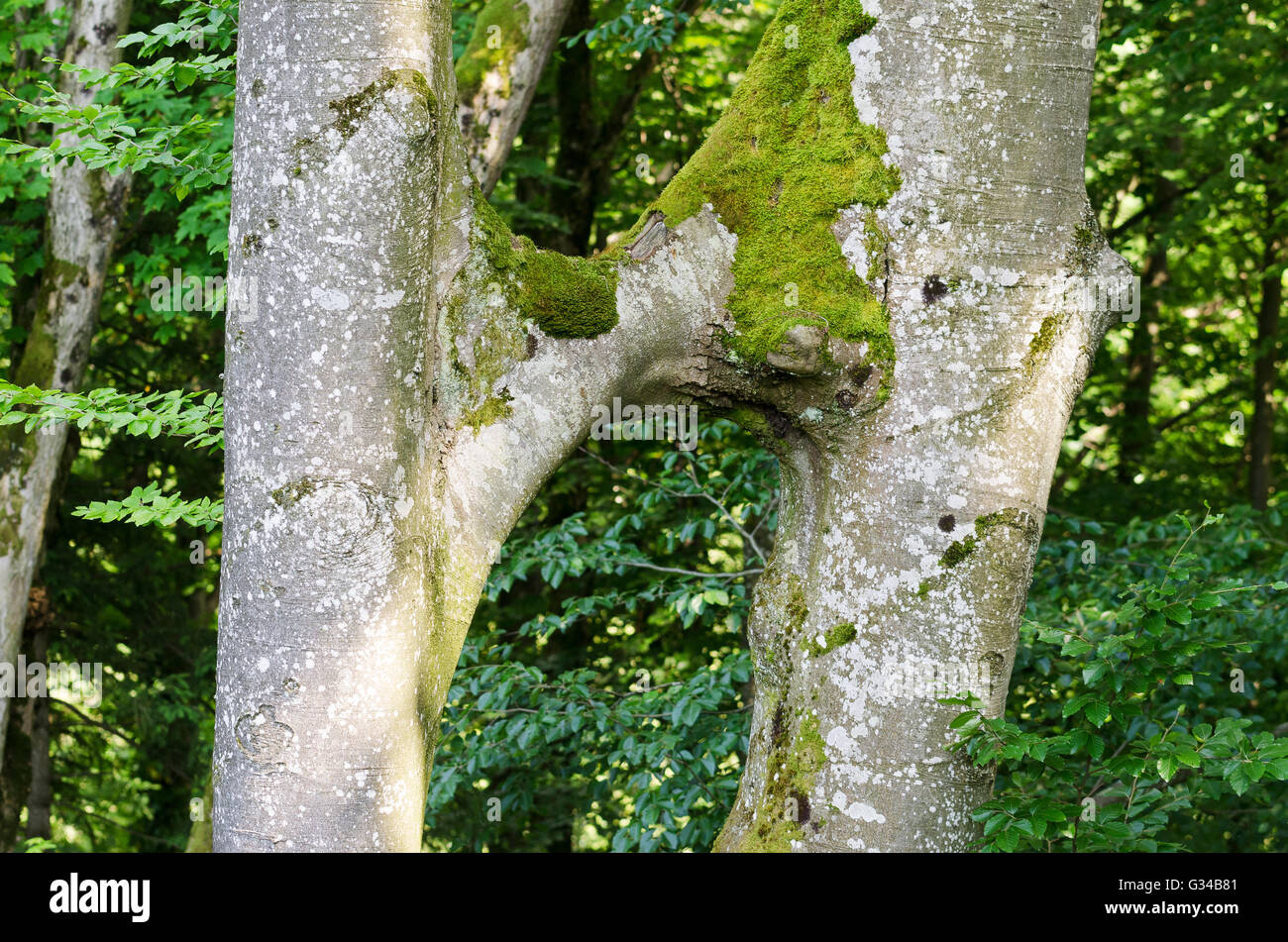 Beech tree trunks conjoined. This natural phenomenon is called inosculation. Stock Photo