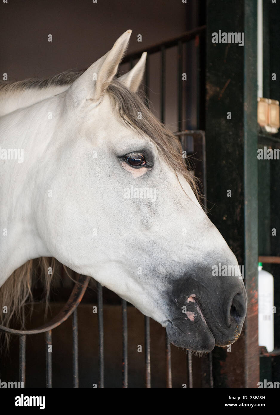 Head of a beautiful horse on nature Stock Photo