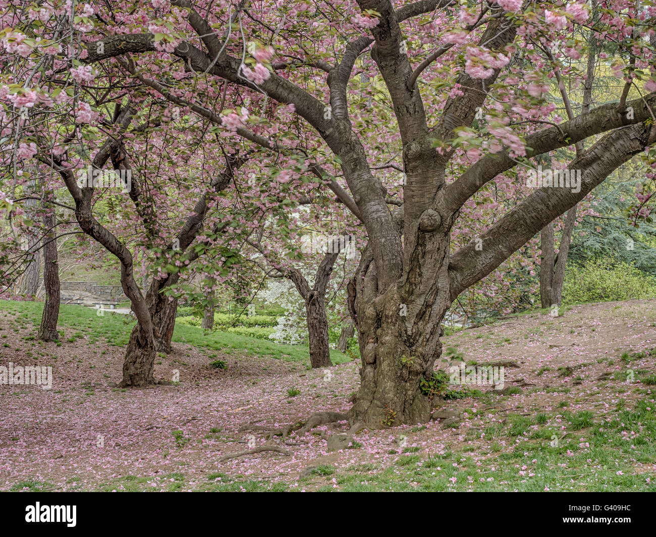 Prunus serrulata or Japanese Cherry; also called Hill Cherry, Oriental Cherry or East Asian Cherry, is a species of cherry nativ Stock Photo