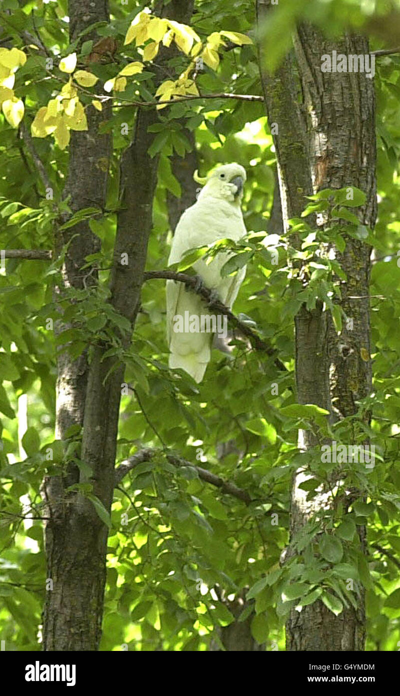 A cockatoo in a tall deodar tree outside the room at Government House, Canberra, Australia, where Britain's Queen Elizabeth II is staying. The Queen who was recovering from jet lag disclosed that not even noisy Australian cockatoos could keep her from sleeping. * 'I was not woken by the cockatoos' the Queen, 73, who is beginning a 16-day tour Down Under, told Australia's Prime Minister John Howard. Stock Photo