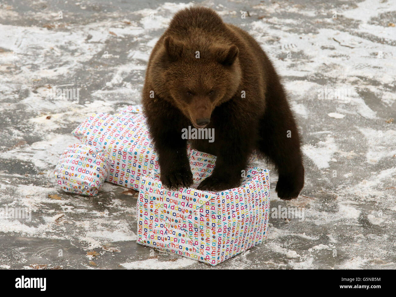 Brown bear celebrates birthday Stock Photo