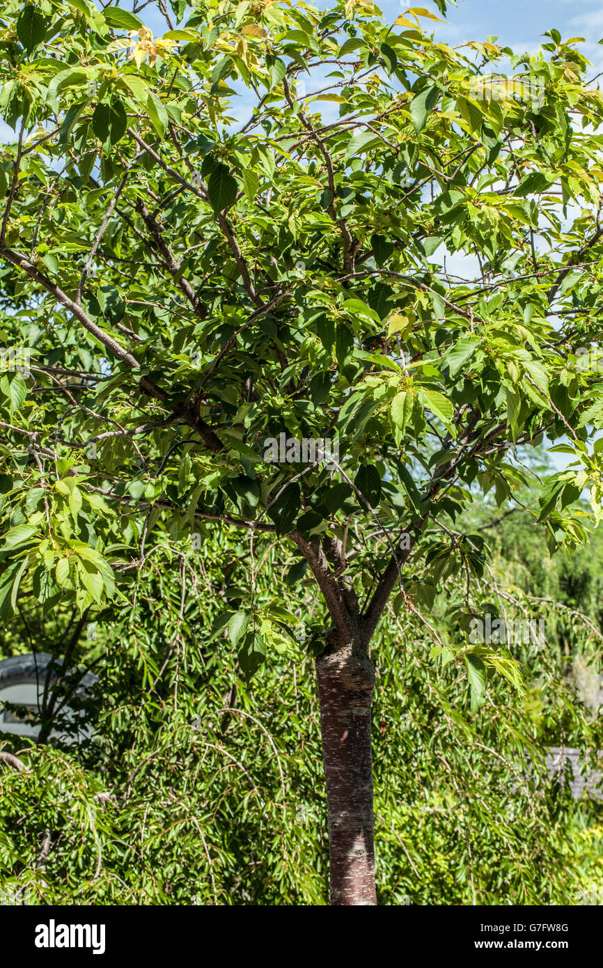 Prunus yedoensis matsum Stock Photo