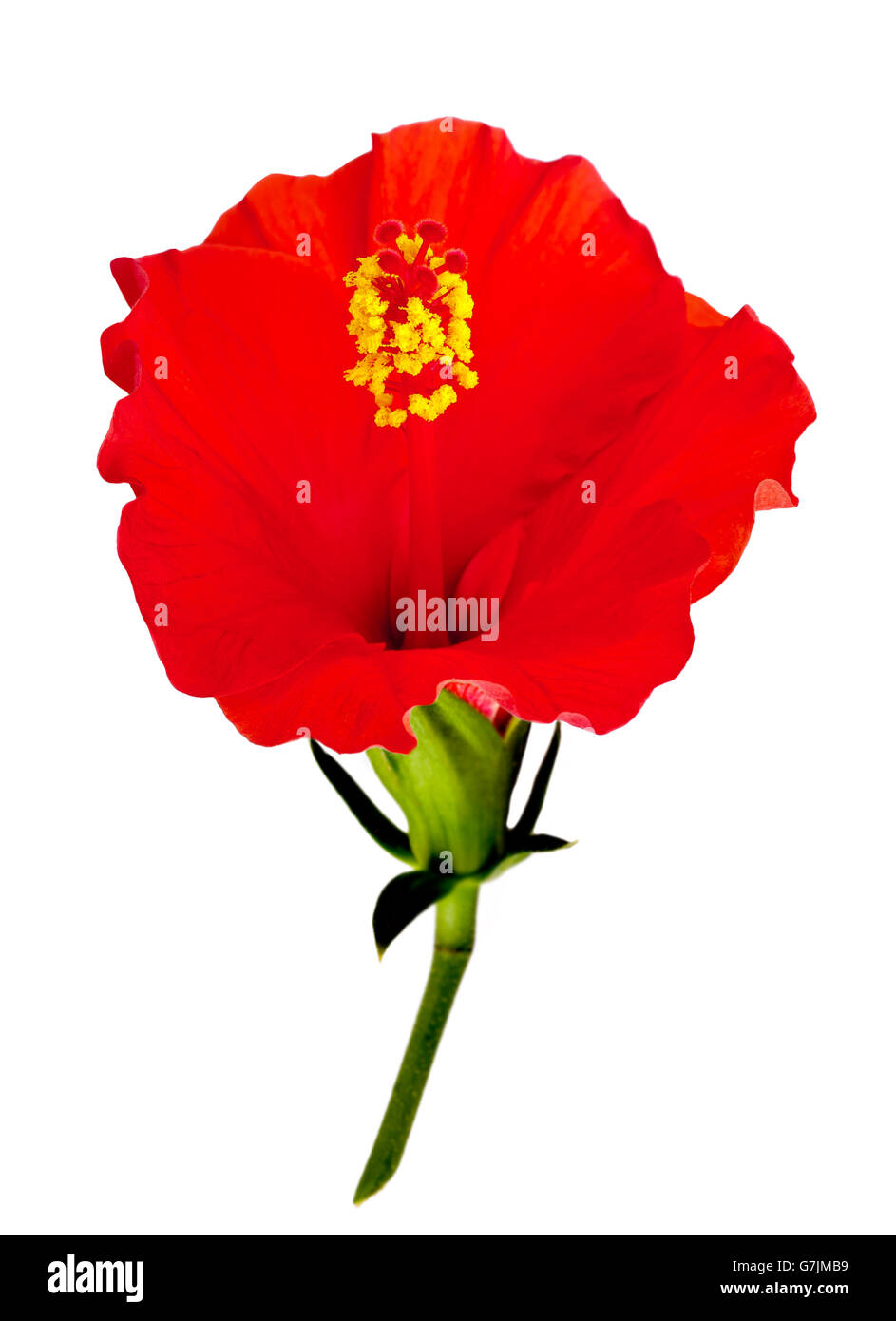 Red hibiscus flower isolated on white background. Stock Photo