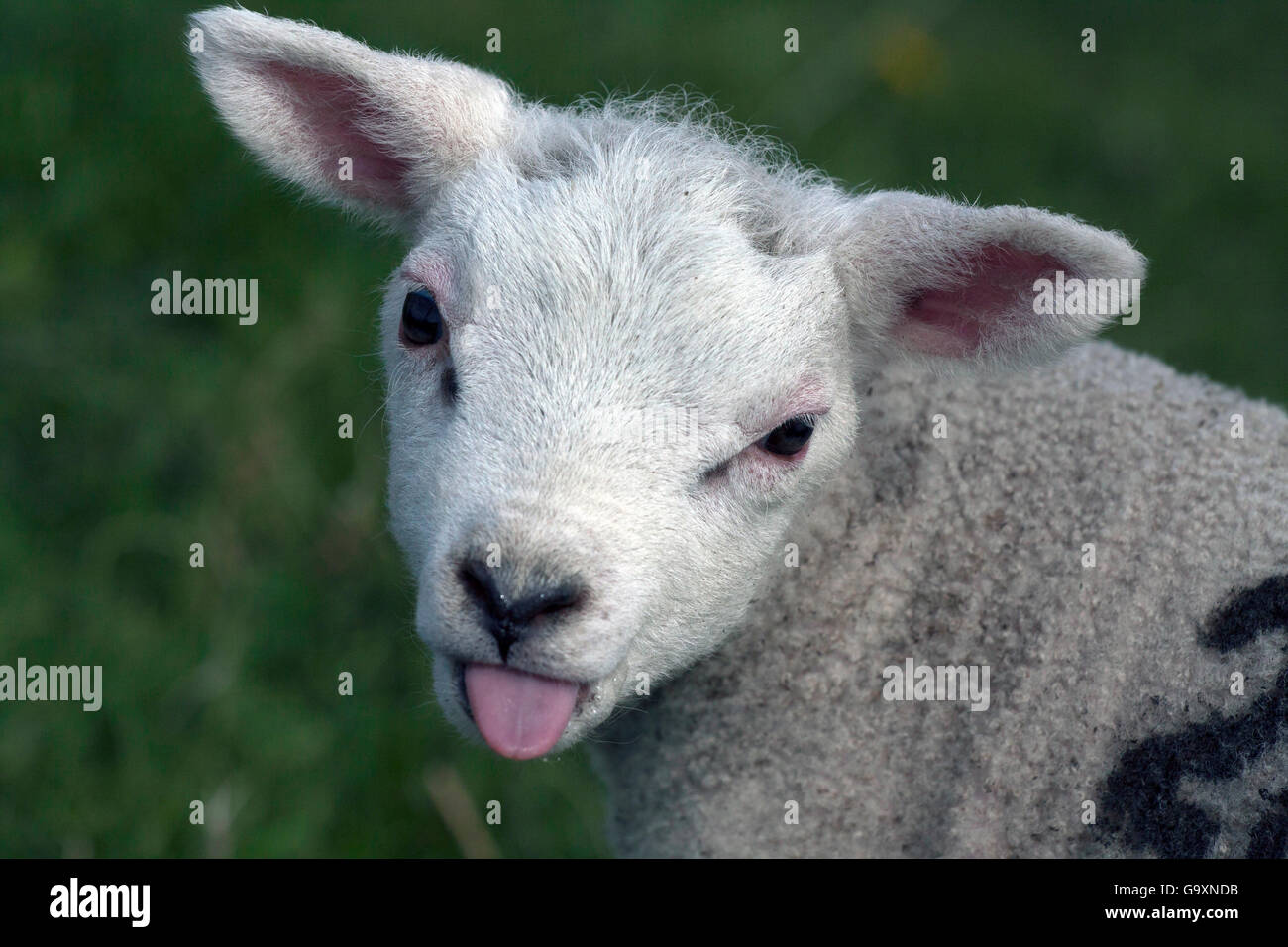 Young lamb sticks his tongue out at the photographer Stock Photo