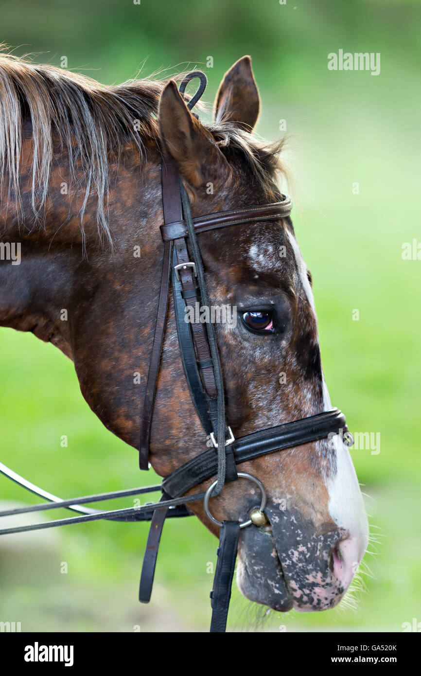 head of a beautiful horse, closeup Stock Photo