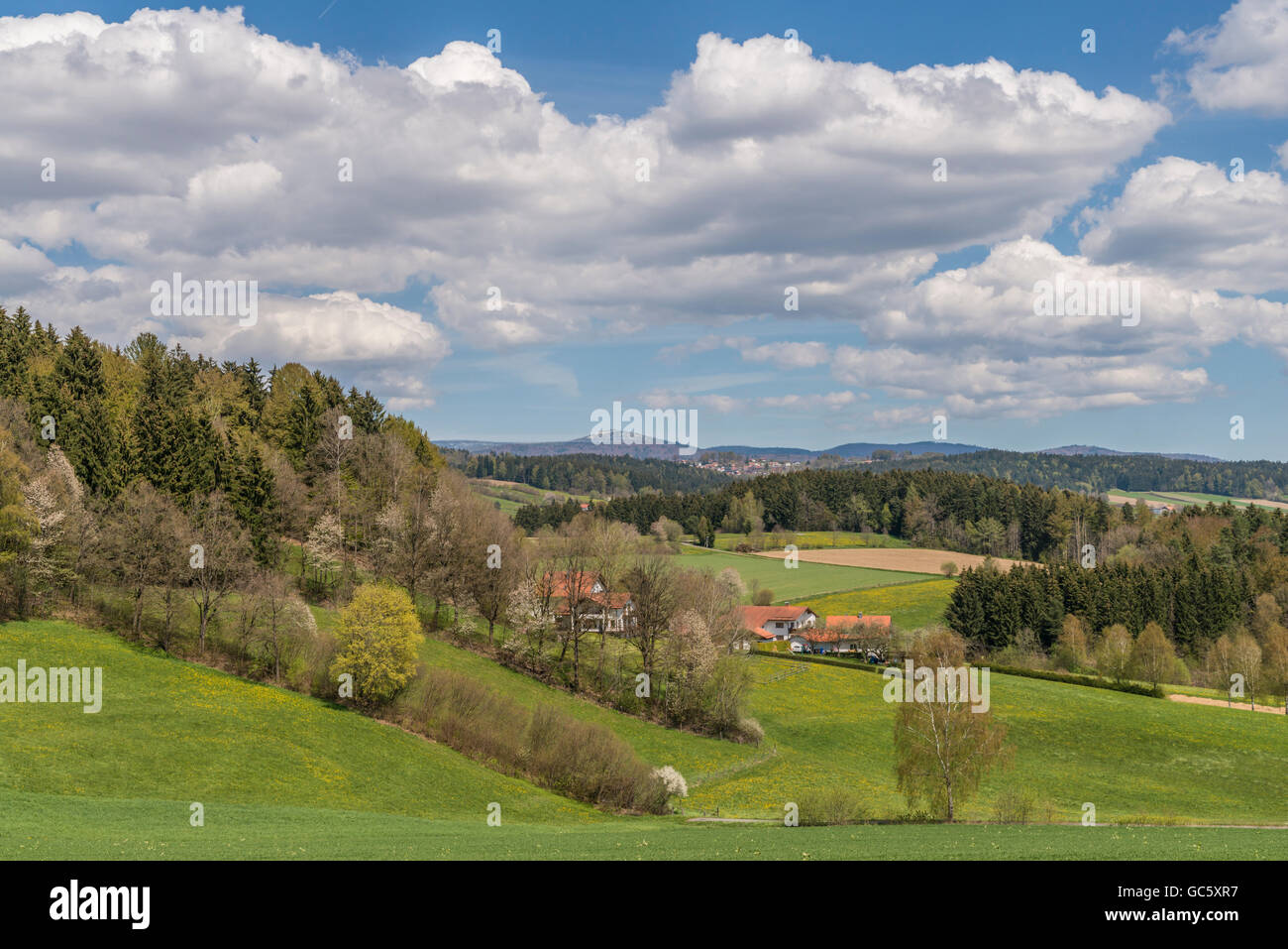 View to the mountain Lusen with green meadow and a small Forest in the foreground Stock Photo