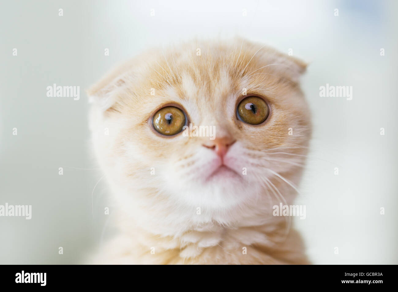 close up of scottish fold kitten Stock Photo