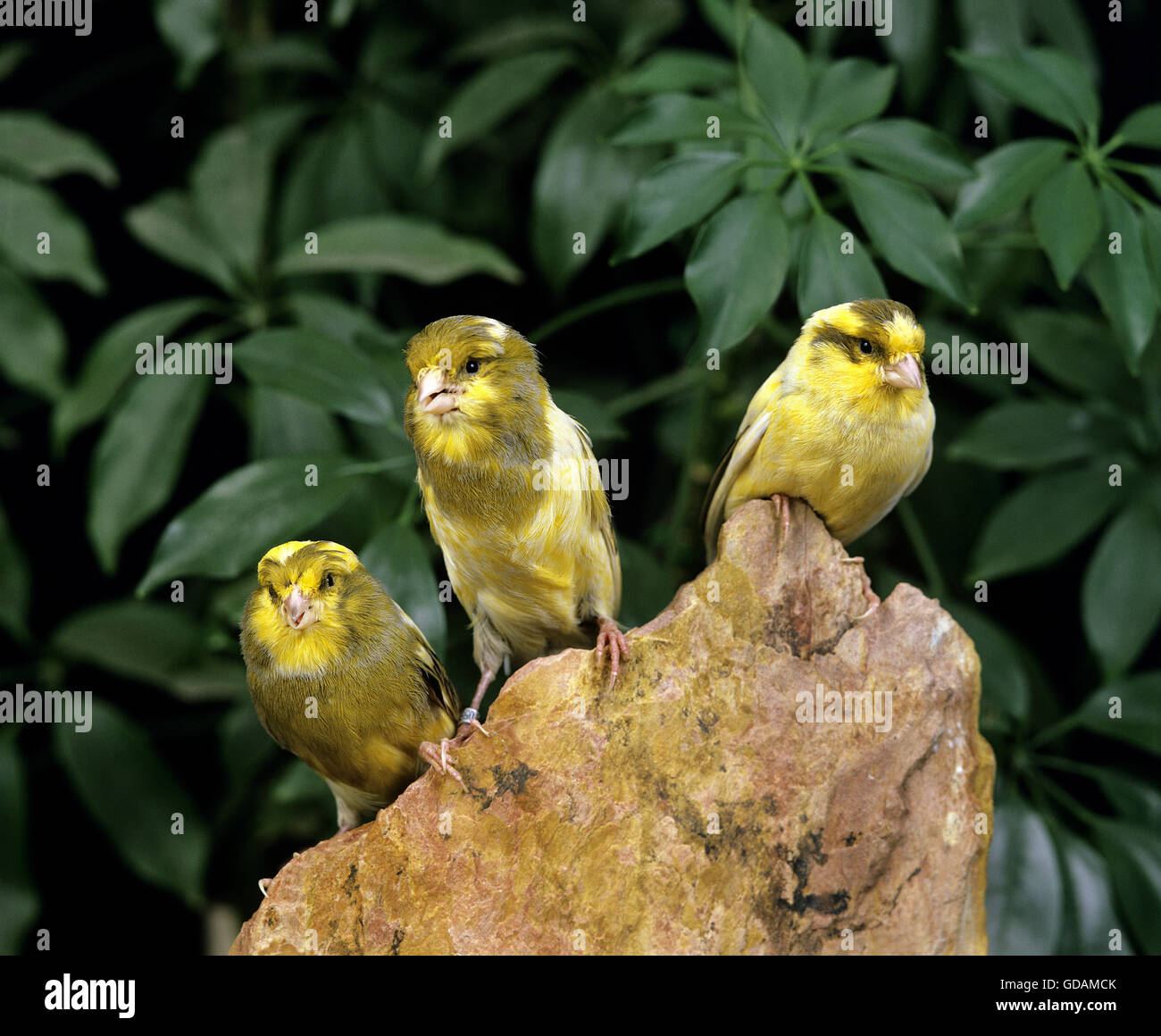 Yorkshire Canary Stock Photo