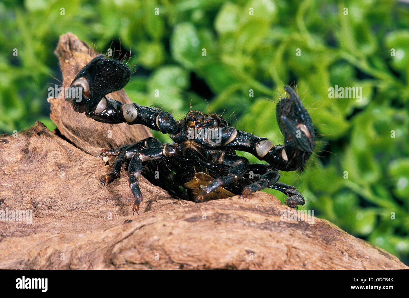 Imperial Scorpion, pandinus imperator Stock Photo