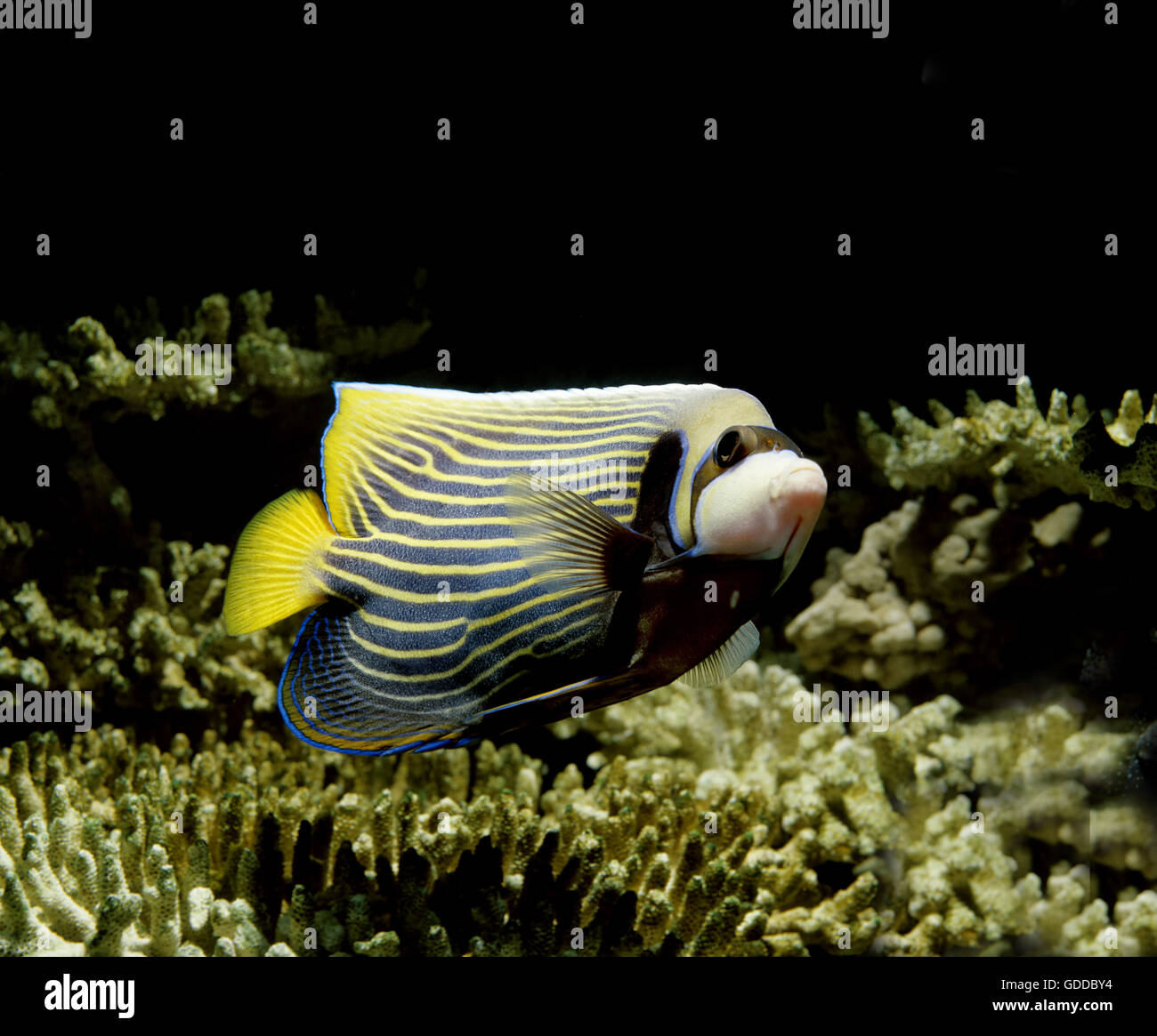 Emperor Angelfish, pomacanthus imperator Stock Photo