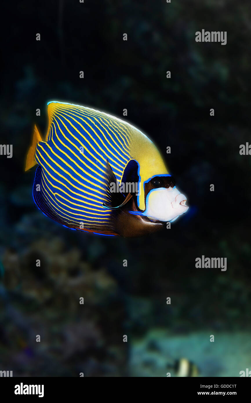 EMPEROR ANGELFISH pomacanthus imperator Stock Photo