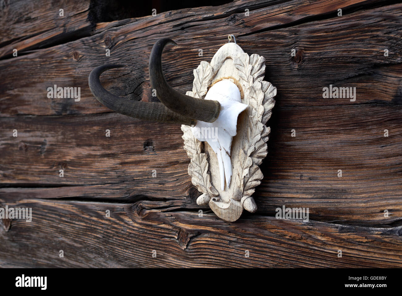 animal's horns,chamois,horns on barn Stock Photo