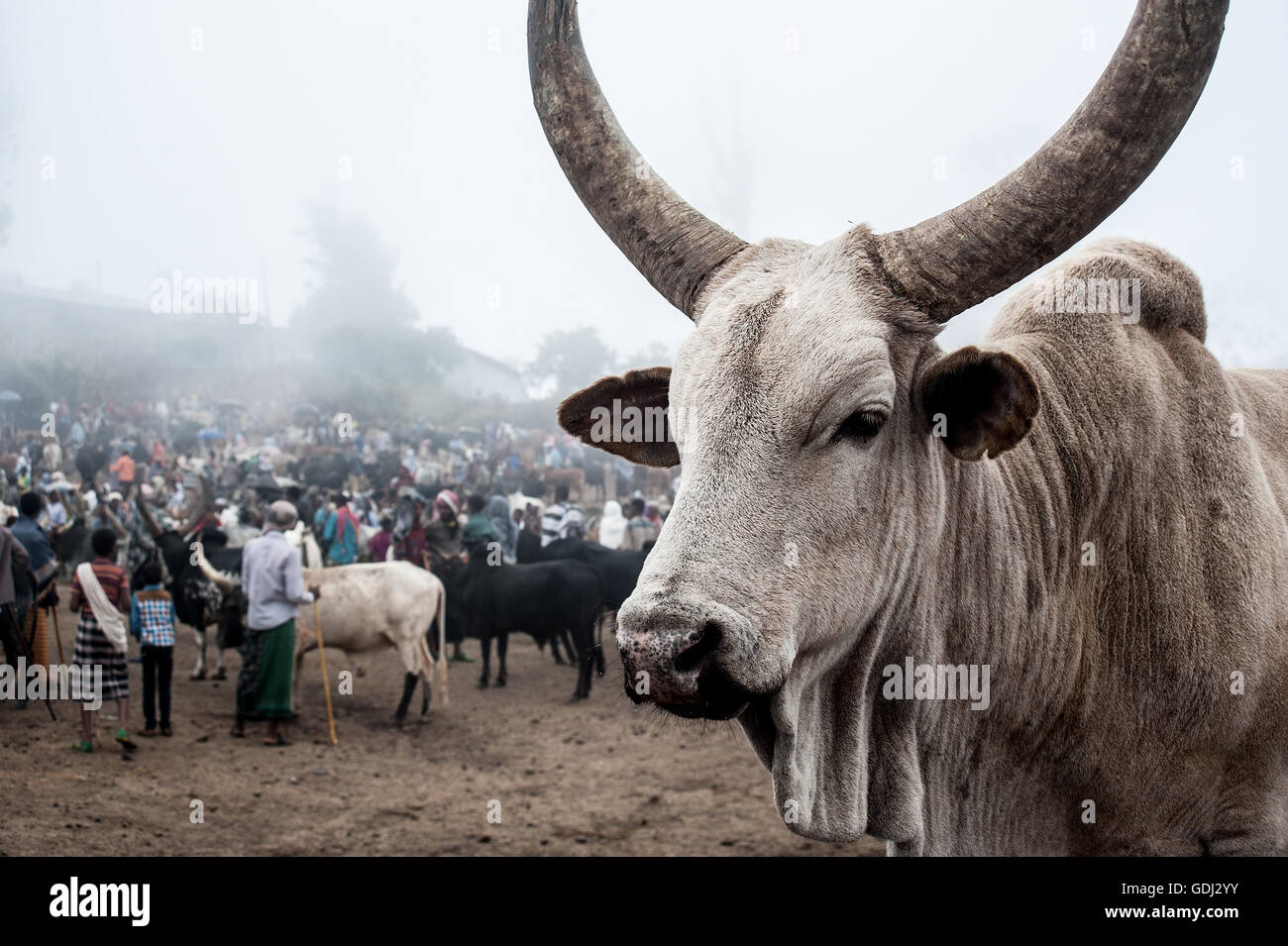 Ox on sale at the weekly market at Bati ( Ethiopia) Stock Photo