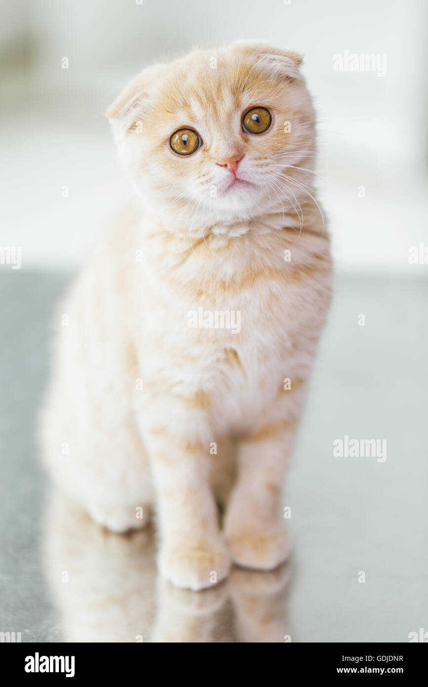 close up of scottish fold kitten Stock Photo