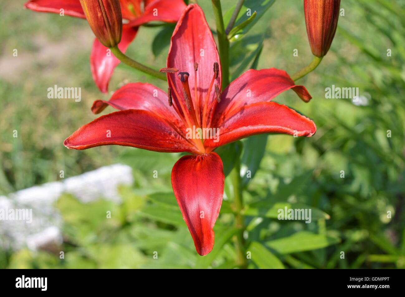 Bud with red petals Stock Photo