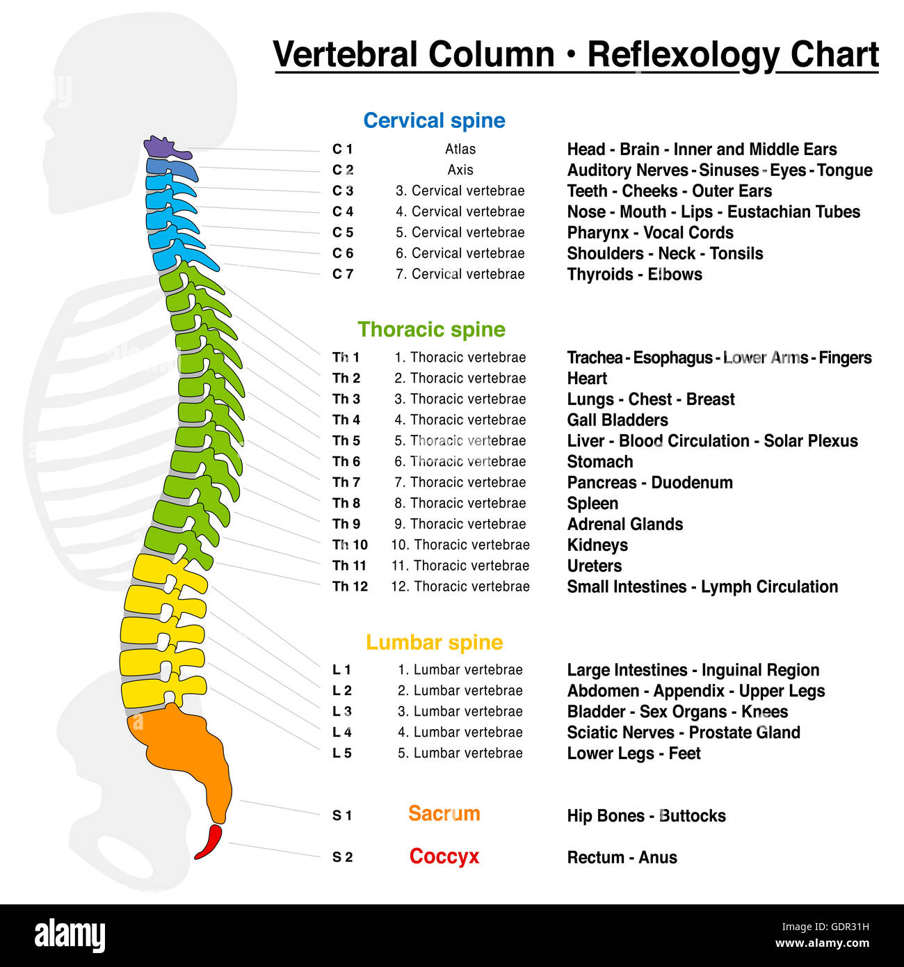 Reflexology Spine Chart