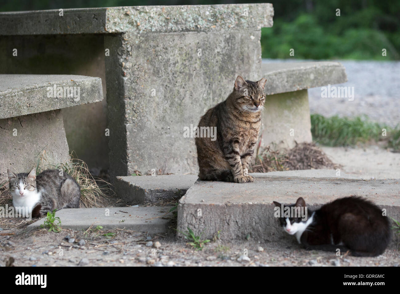 Scruffy stray cat missing ear tip in parking lot Stock Photo