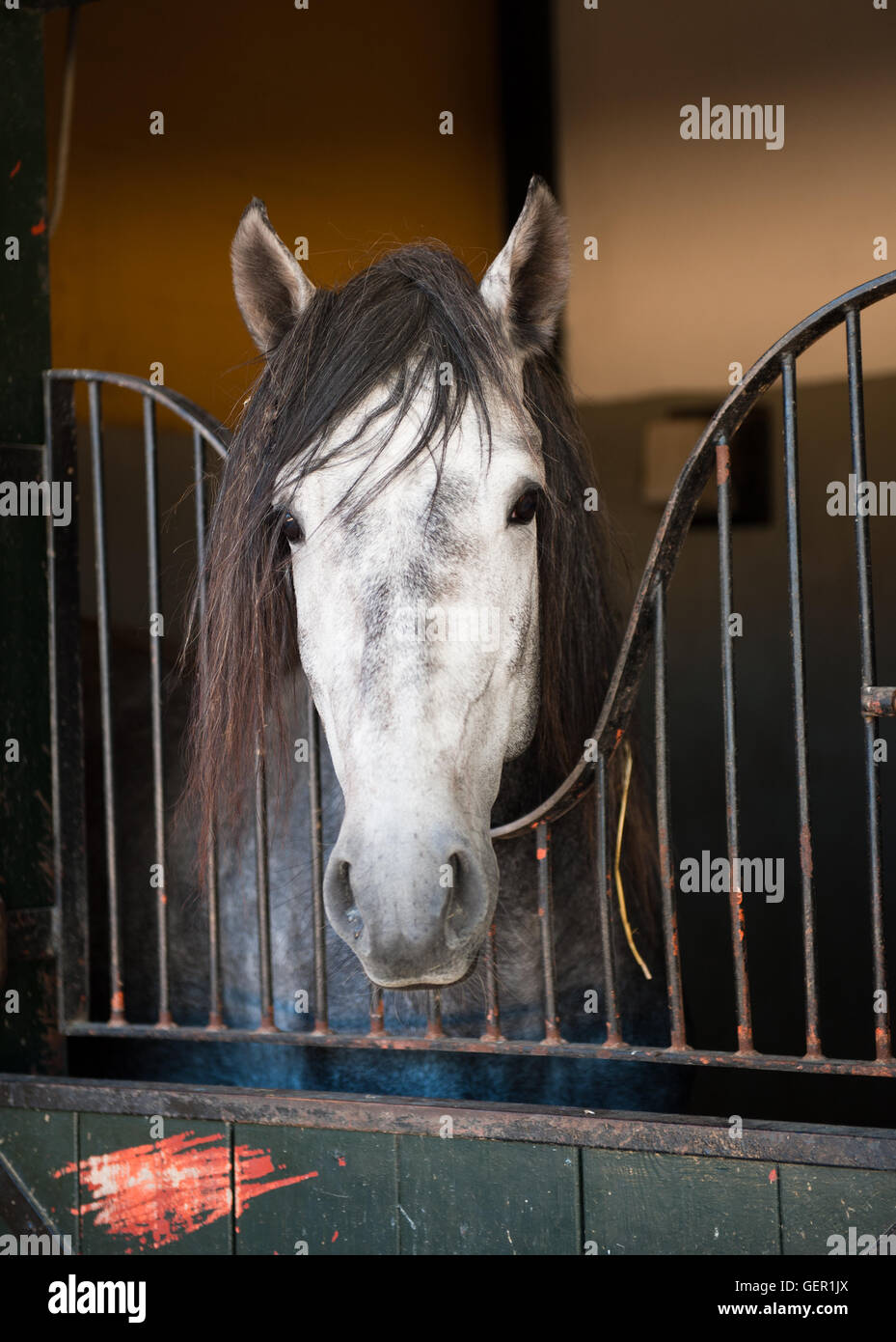 Head of a beautiful horse on nature Stock Photo