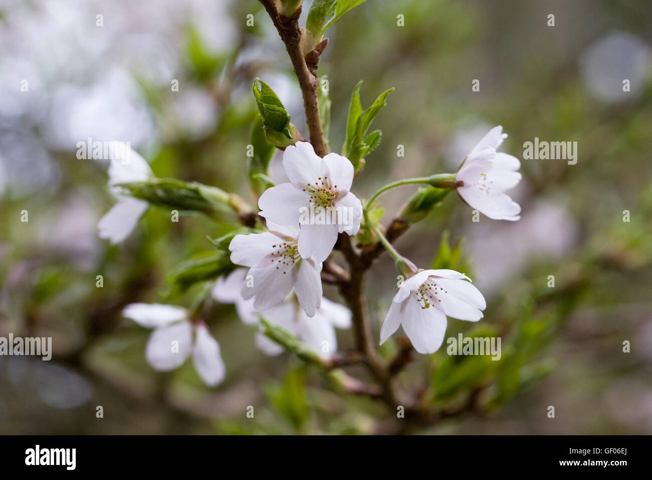 Prunus × yedoensis blossom. Yoshino cherry. Stock Photo