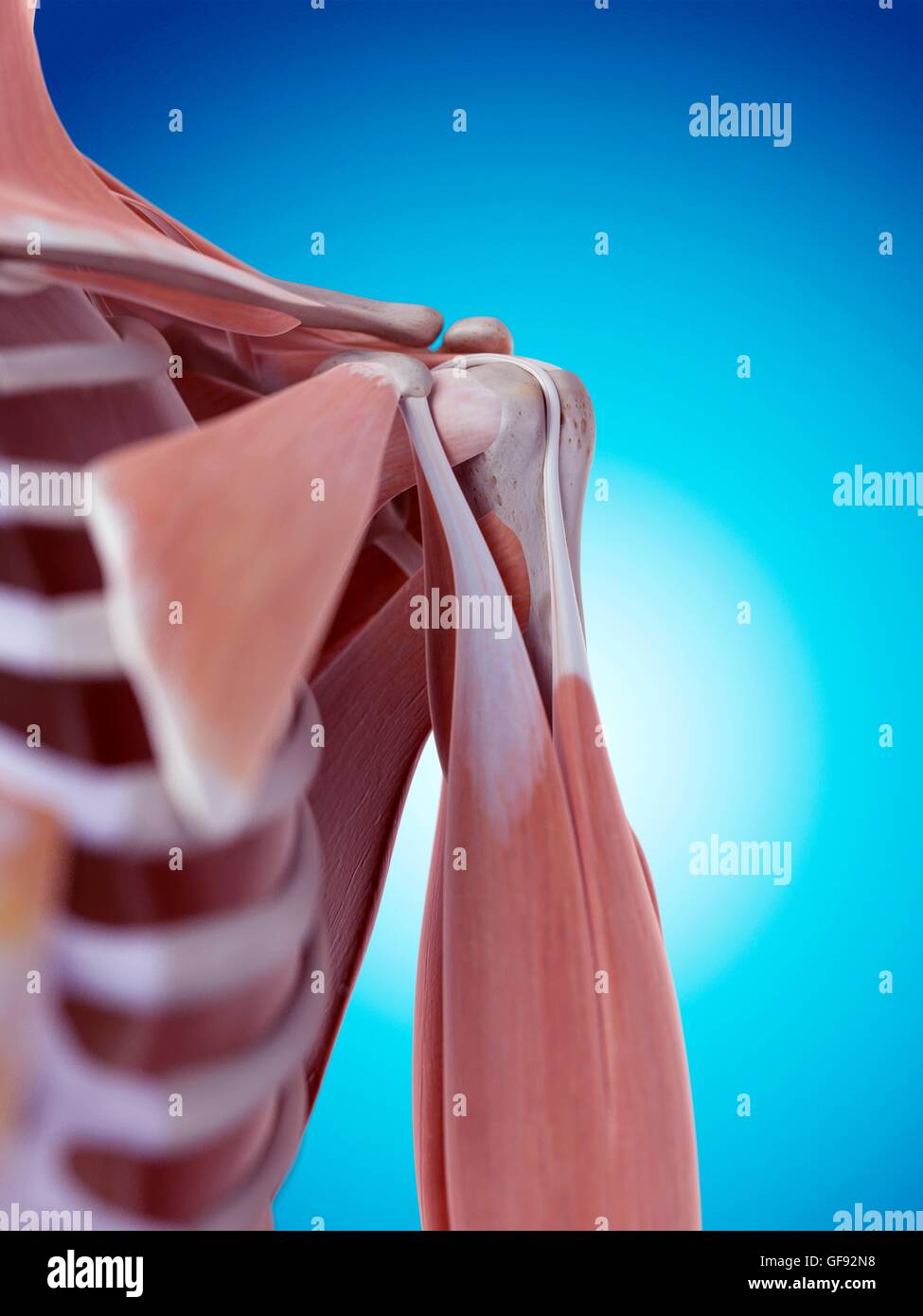 Human shoulder anatomy, illustration Stock Photo - Alamy