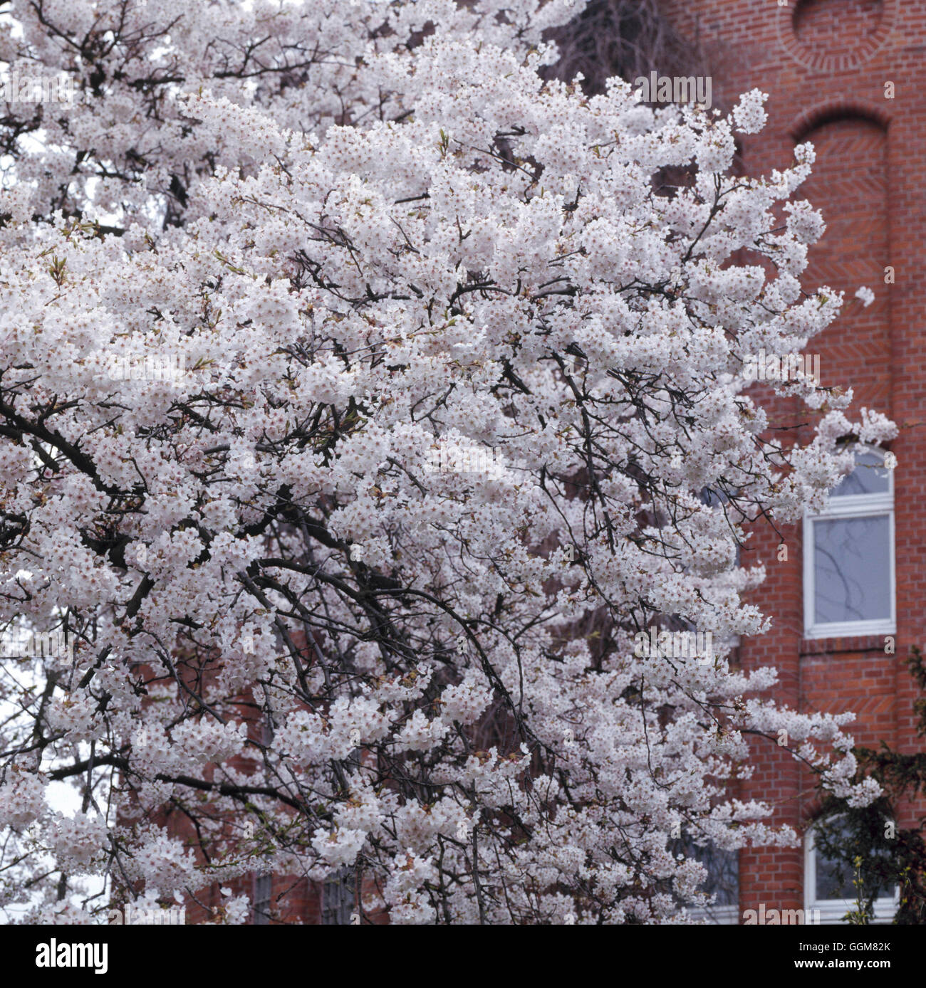 Prunus x yedoensis AGM   TRS069590 Stock Photo