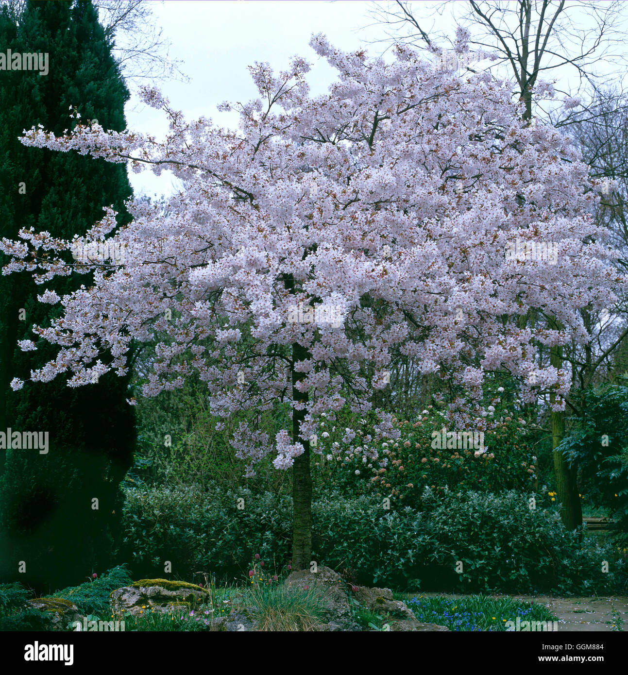 Prunus x yedoensis AGM   TRS084627 Stock Photo