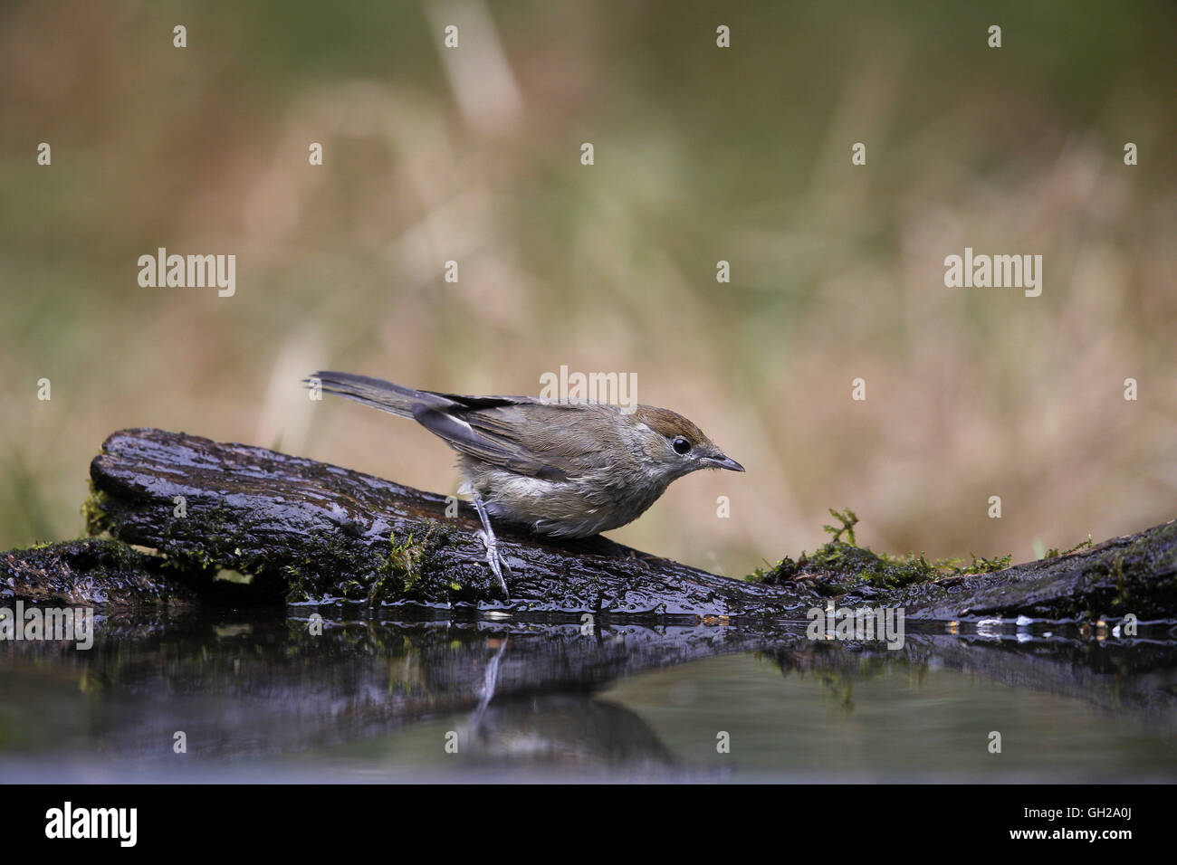 Blackcap, Sylvia atricapilla, female about to bathe Stock Photo