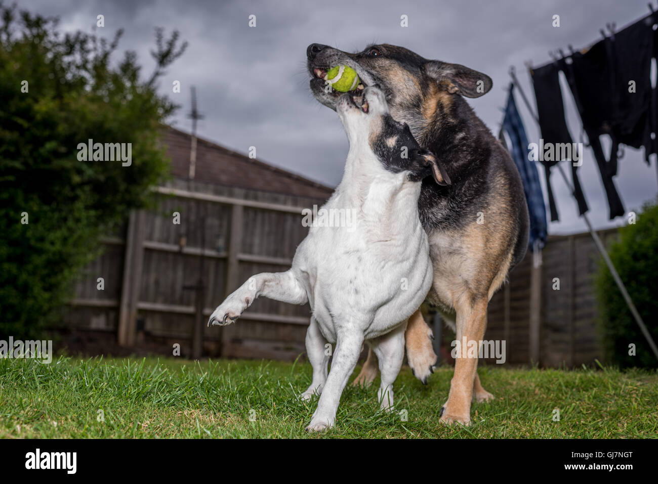 a Jack Russell playing ball in a garden with a german shepherd cross Stock Photo