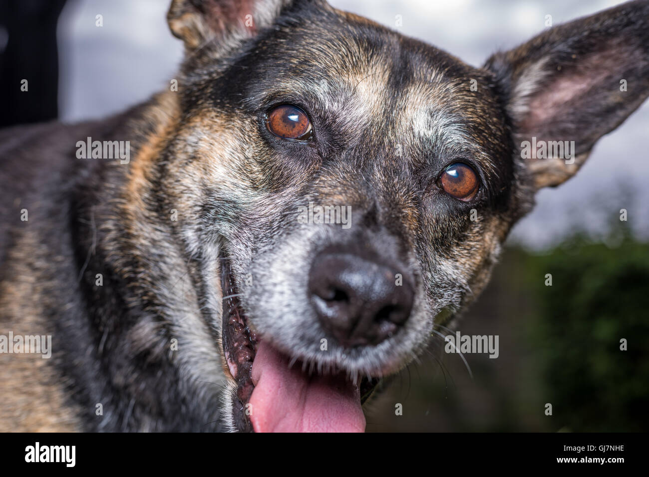 A German shepherd cross close up view Stock Photo