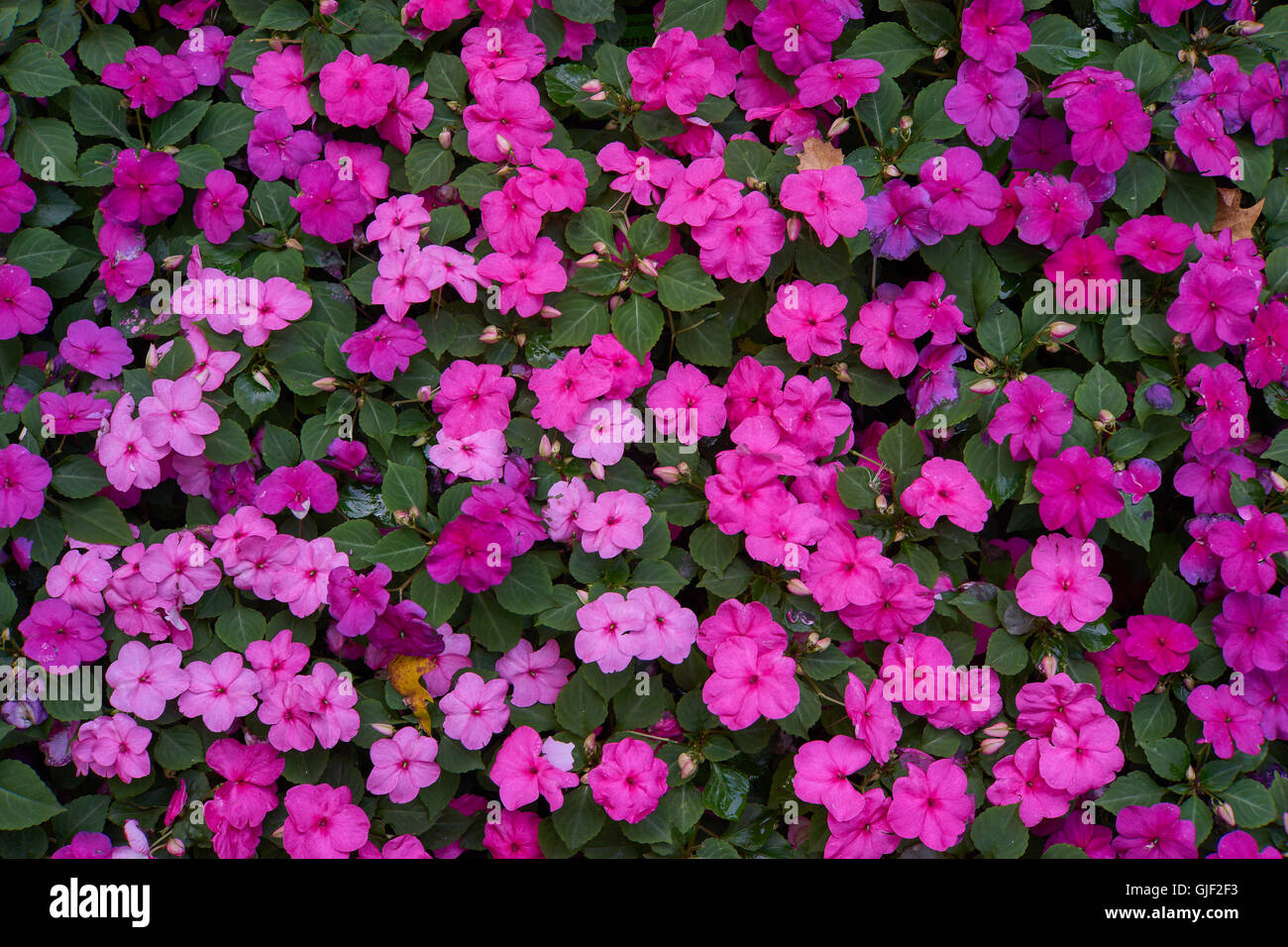 Impatiens walleriana lots of purple pink  flowers on the flower bed sultanii busy Lizzie balsam, sultana,impatiens Stock Photo