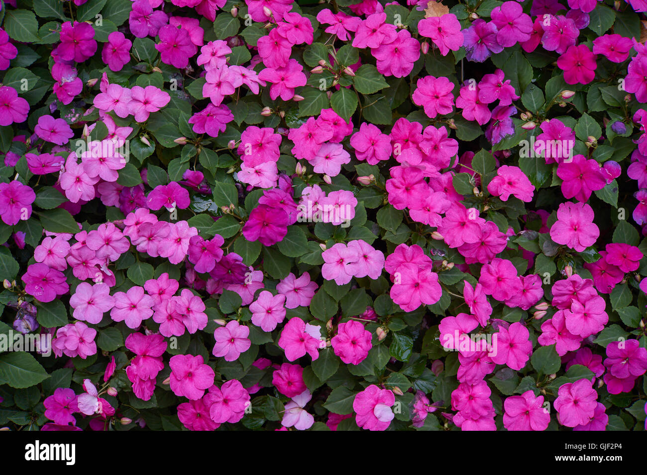 Impatiens walleriana lots of purple pink  flowers on the flower bed sultanii busy Lizzie balsam, sultana,impatiens Stock Photo