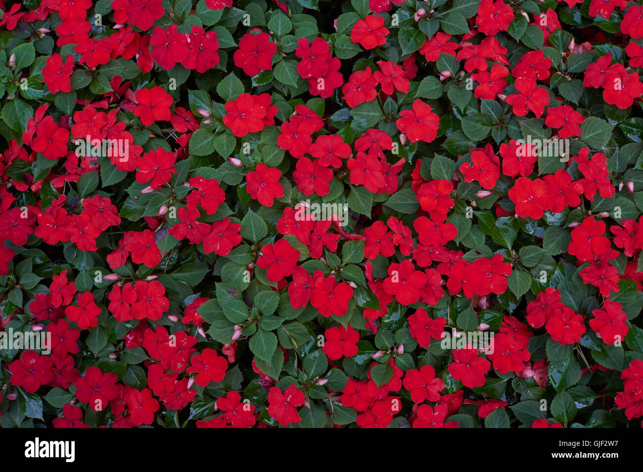 Impatiens walleriana lots of red flowers on the flower bed sultanii busy Lizzie balsam, sultana,impatiens Stock Photo