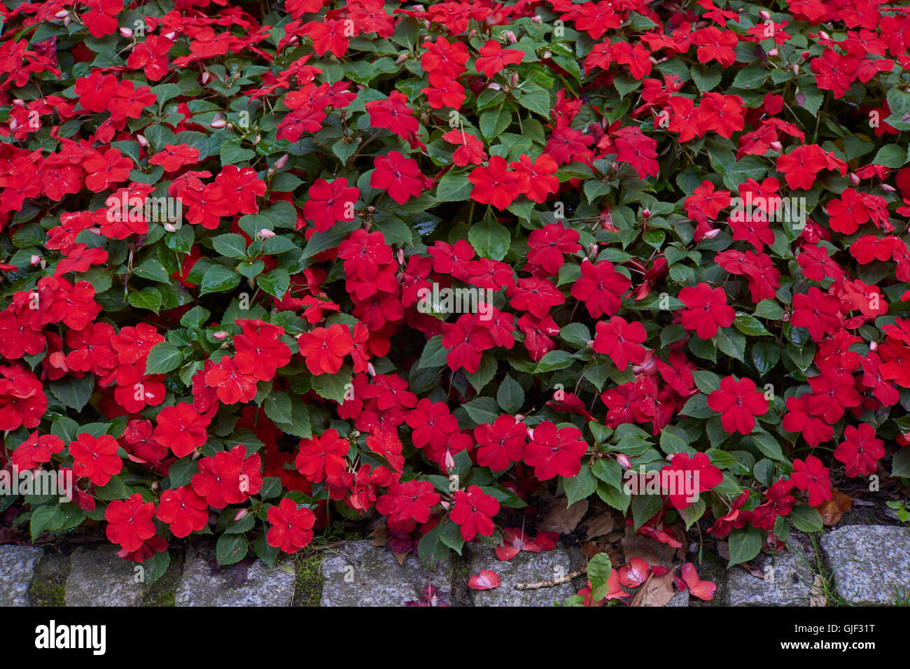 Impatiens walleriana lots of red flowers on the flower bed sultanii busy Lizzie balsam, sultana,impatiens Stock Photo