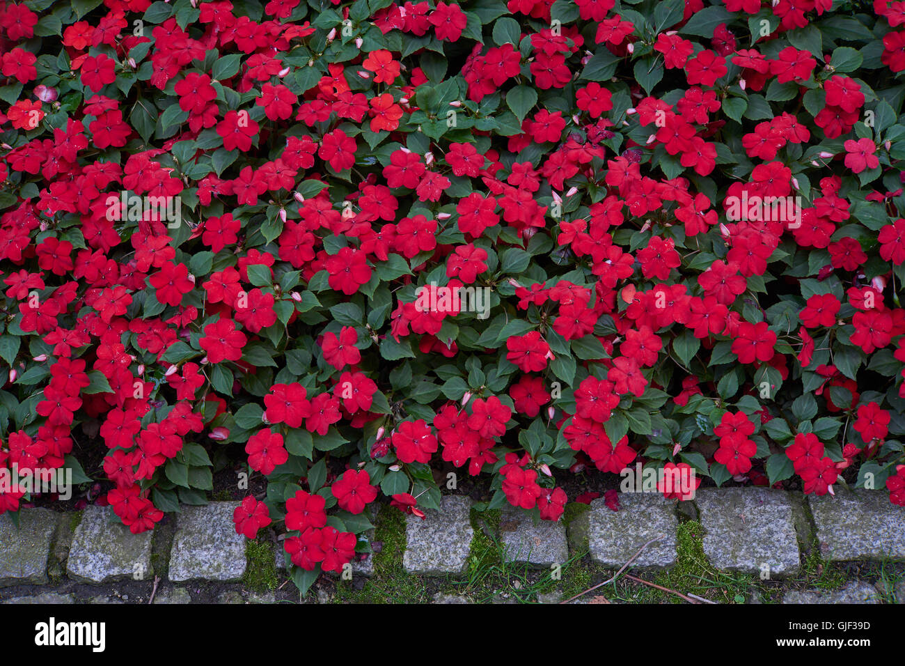 Impatiens walleriana lots of red flowers on the flower bed sultanii busy Lizzie balsam, sultana,impatiens Stock Photo