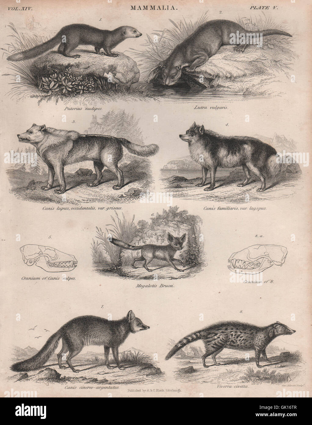 MAMMALIA. Malayan weasel. Otter. Wolf. Dog. Fennec. Grey fox. African civet 1860 Stock Photo