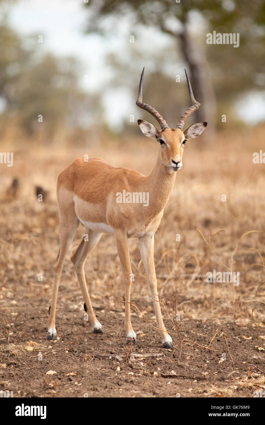 africa mammals wildlife Stock Photo