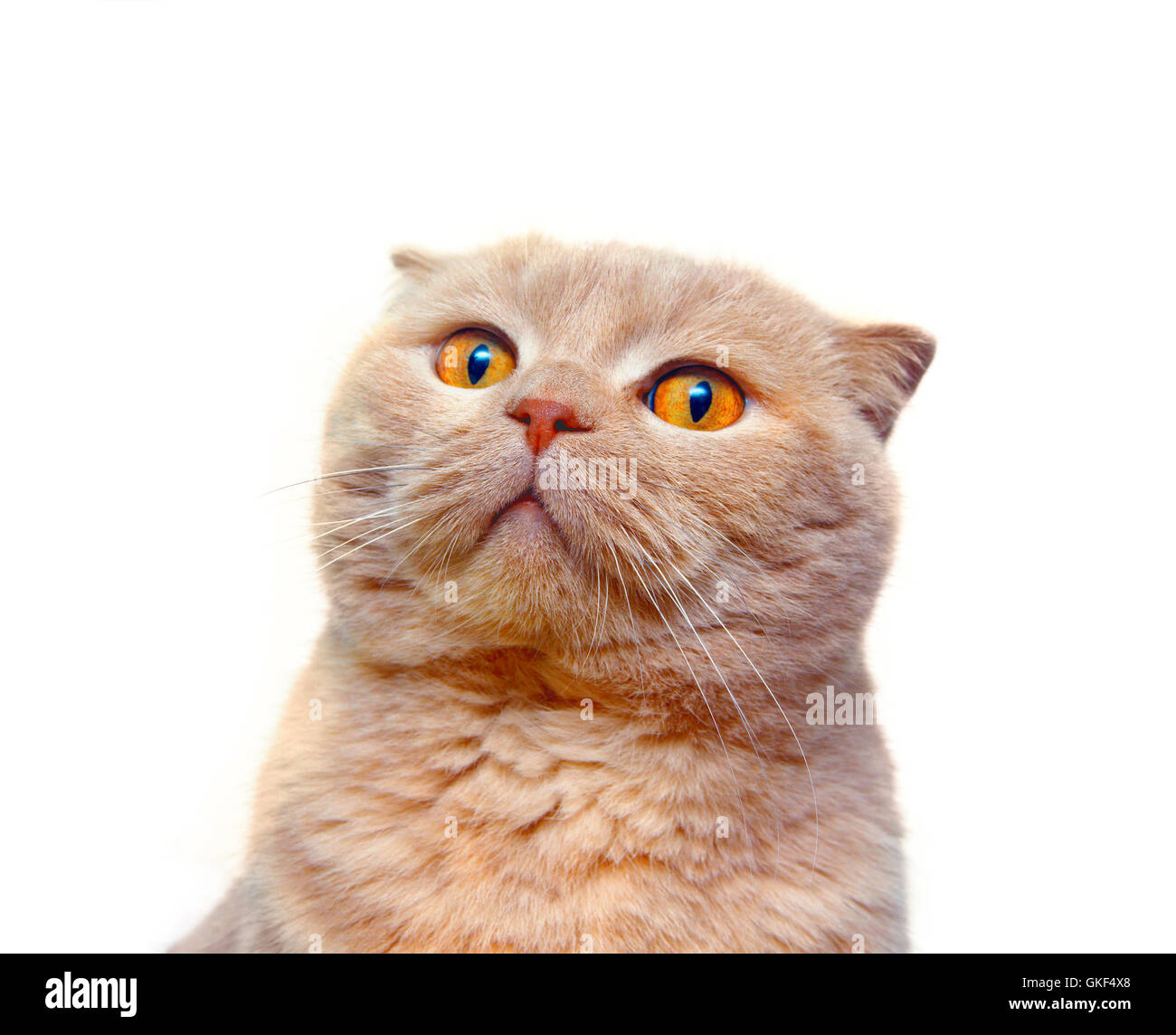 Scottish Fold cat stares into the distance Stock Photo