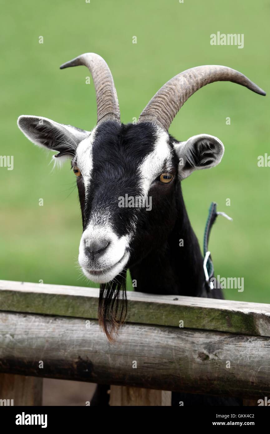 Billy Goat Portrait Stock Photo